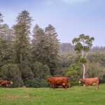 Australia / Julia i Sam Gospo