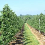 Fot. Grzegorz Jurkowski - ŚODR Modliszewice