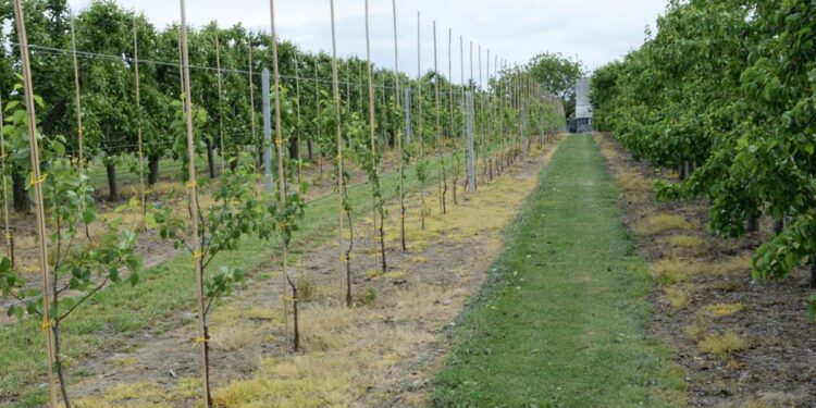 Sandomierskie sady / Grzegorz Jurkowski / ŚODR