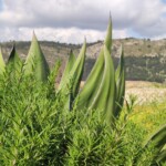 Sycylia / Fot. Danuta Rasała