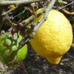 Sycylia / Fot. Danuta Rasała