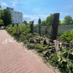 14.07.2022. Kielce. Wycinka drzew przy ul. Bohaterów Warszawy / Fot. Wiktor Taszłow - Radio Kielce
