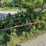 14.07.2022. Kielce. Wycinka drzew przy ul. Bohaterów Warszawy / Fot. Wiktor Taszłow - Radio Kielce