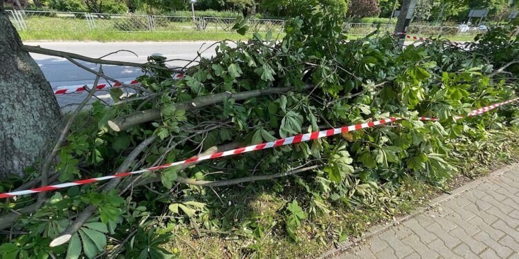 14.07.2022. Kielce. Wycinka drzew przy ul. Bohaterów Warszawy / Fot. Wiktor Taszłow - Radio Kielce