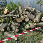 14.07.2022. Kielce. Wycinka drzew przy ul. Bohaterów Warszawy / Fot. Wiktor Taszłow - Radio Kielce