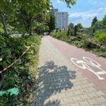 14.07.2022. Kielce. Wycinka drzew przy ul. Bohaterów Warszawy / Fot. Wiktor Taszłow - Radio Kielce