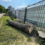14.07.2022. Kielce. Wycinka drzew przy ul. Bohaterów Warszawy / Fot. Wiktor Taszłow - Radio Kielce