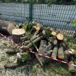 14.07.2022. Kielce. Wycinka drzew przy ul. Bohaterów Warszawy / Fot. Wiktor Taszłow - Radio Kielce