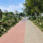 14.07.2022. Kielce. Wycinka drzew przy ul. Bohaterów Warszawy / Fot. Wiktor Taszłow - Radio Kielce