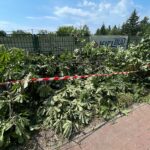 14.07.2022. Kielce. Wycinka drzew przy ul. Bohaterów Warszawy / Fot. Wiktor Taszłow - Radio Kielce