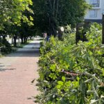 14.07.2022. Kielce. Wycinka drzew przy ul. Bohaterów Warszawy / Fot. Wiktor Taszłow - Radio Kielce