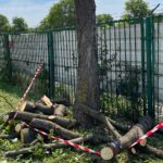 14.07.2022. Kielce. Wycinka drzew przy ul. Bohaterów Warszawy / Fot. Wiktor Taszłow - Radio Kielce