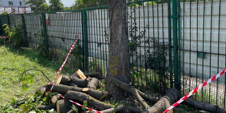 14.07.2022. Kielce. Wycinka drzew przy ul. Bohaterów Warszawy / Fot. Wiktor Taszłow - Radio Kielce