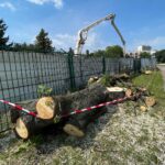 14.07.2022. Kielce. Wycinka drzew przy ul. Bohaterów Warszawy / Fot. Wiktor Taszłow - Radio Kielce