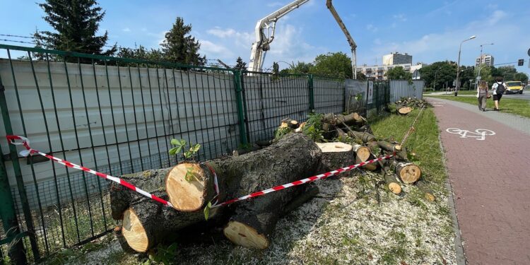 14.07.2022. Kielce. Wycinka drzew przy ul. Bohaterów Warszawy / Fot. Wiktor Taszłow - Radio Kielce