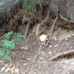 12.07.2022 Wiśnicz. Znaleziona czaszka / Fot. Tomasz Warzyński