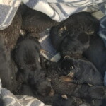 Fot. KP PSP w Staszowie