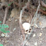 12.07.2022 Wiśnicz. Znaleziona czaszka / Fot. Tomasz Warzyński