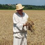 23.07.2022. Sandomierz. Rekonstrukcja żniw / Fot. Grażyna Szlęzak - Radio Kielce