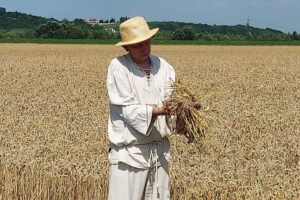 23.07.2022. Sandomierz. Rekonstrukcja żniw / Fot. Grażyna Szlęzak - Radio Kielce