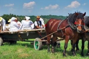 23.07.2022. Sandomierz. Rekonstrukcja żniw / Fot. Grażyna Szlęzak - Radio Kielce