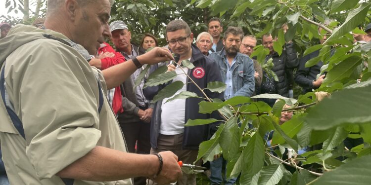 31.07.2022. Letnie Pokazy Czereśniowe sad w Polanowie / Fot. Grażyna Szlęzak - Radio Kielce