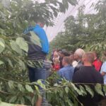 31.07.2022. Letnie Pokazy Czereśniowe sad w Polanowie / Fot. Grażyna Szlęzak - Radio Kielce