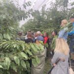 31.07.2022. Letnie Pokazy Czereśniowe sad w Polanowie / Fot. Grażyna Szlęzak - Radio Kielce