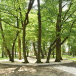 Coraz bliżej zakończenia prac w koneckim parku - Radio Kielce 14.07.2022. Końskie. Park / fot. Magdalena Galas-Klusek - Radio Kielce