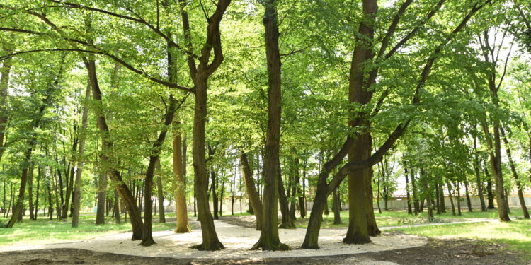 14.07.2022. Końskie. Park / fot. Magdalena Galas-Klusek - Radio Kielce