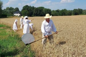 Jak dawniej bywało. Rekonstrukcja staropolskich żniw