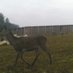 Rodzina jeleni w pobliżu trasy ekspresowej Chęciny-Jędrzejów / Fot. GDDKiA