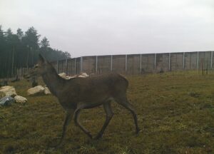 Rodzina jeleni w pobliżu trasy ekspresowej Chęciny-Jędrzejów / Fot. GDDKiA