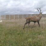 Rodzina jeleni w pobliżu trasy ekspresowej Chęciny-Jędrzejów / Fot. GDDKiA