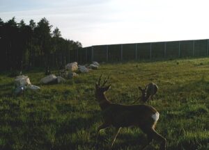 Rodzina jeleni w pobliżu trasy ekspresowej Chęciny-Jędrzejów / Fot. GDDKiA