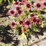 24.07.2022. Kielce. Ogród Botaniczny. Jeżowki / Fot. Jarosław Kubalski - Radio Kielce