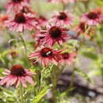 24.07.2022. Kielce. Ogród Botaniczny. Jeżowki / Fot. Jarosław Kubalski - Radio Kielce