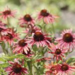 24.07.2022. Kielce. Ogród Botaniczny. Jeżowki / Fot. Jarosław Kubalski - Radio Kielce