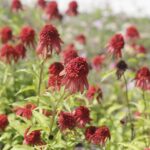 24.07.2022. Kielce. Ogród Botaniczny. Jeżowki / Fot. Jarosław Kubalski - Radio Kielce