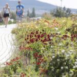 24.07.2022. Kielce. Ogród Botaniczny. Liliowce / Fot. Jarosław Kubalski - Radio Kielce