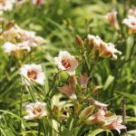 24.07.2022. Kielce. Ogród Botaniczny. Liliowce / Fot. Jarosław Kubalski - Radio Kielce