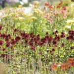 24.07.2022. Kielce. Ogród Botaniczny. Jeżowki / Fot. Jarosław Kubalski - Radio Kielce