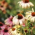 24.07.2022. Kielce. Ogród Botaniczny. Jeżowki / Fot. Jarosław Kubalski - Radio Kielce