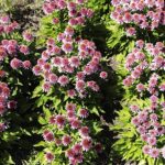 24.07.2022. Kielce. Ogród Botaniczny. Jeżowki / Fot. Jarosław Kubalski - Radio Kielce