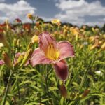 24.07.2022. Kielce. Ogród Botaniczny. Liliowce / Fot. Jarosław Kubalski - Radio Kielce