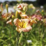 24.07.2022. Kielce. Ogród Botaniczny. Liliowce / Fot. Jarosław Kubalski - Radio Kielce