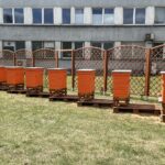 24.07.2022. Ożarów. Pasieka przy cementowni / Fot. Anna Głąb - Radio Kielce