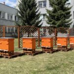 24.07.2022. Ożarów. Pasieka przy cementowni / Fot. Anna Głąb - Radio Kielce