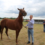 W Opatowcu zobaczymy najpiękniejsze konie małopolskie