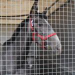 09.07.2022. Opatowiec. XXII Świętokrzyski Młodzieżowy Czempionat Koni Rasy Małopolskiej / Fot. Marta Gajda-Kruk - Radio Kielce